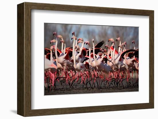 Flock of Greater Flamingo, Phoenicopterus Ruber, Nice Pink Big Bird, Dancing in the Water, Animal I-Ondrej Prosicky-Framed Photographic Print