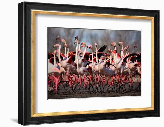 Flock of Greater Flamingo, Phoenicopterus Ruber, Nice Pink Big Bird, Dancing in the Water, Animal I-Ondrej Prosicky-Framed Photographic Print