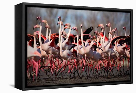 Flock of Greater Flamingo, Phoenicopterus Ruber, Nice Pink Big Bird, Dancing in the Water, Animal I-Ondrej Prosicky-Framed Premier Image Canvas