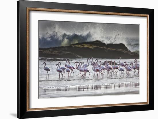 Flock Of Greater Flamingos (Phoenico Ruber), Diaz Point, Luderitz, South Atlantic Ocean, Namibia-Karine Aigner-Framed Photographic Print