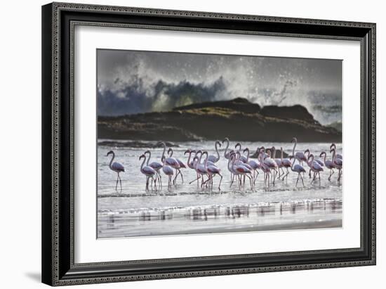 Flock Of Greater Flamingos (Phoenico Ruber), Diaz Point, Luderitz, South Atlantic Ocean, Namibia-Karine Aigner-Framed Photographic Print