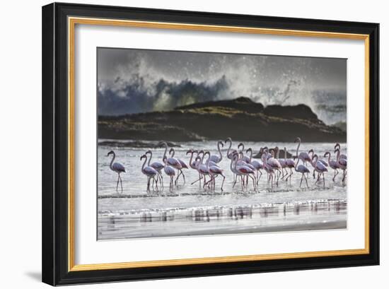 Flock Of Greater Flamingos (Phoenico Ruber), Diaz Point, Luderitz, South Atlantic Ocean, Namibia-Karine Aigner-Framed Photographic Print