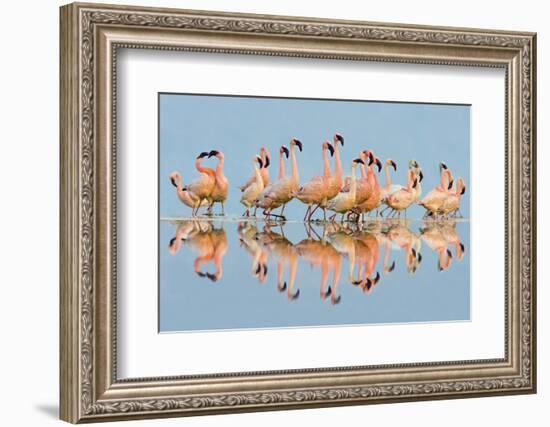 Flock of Lesser Flamingos (Phoenicopterus Minor) standing in water, Lake Nakuru, Kenya-Panoramic Images-Framed Photographic Print