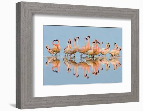 Flock of Lesser Flamingos (Phoenicopterus Minor) standing in water, Lake Nakuru, Kenya-Panoramic Images-Framed Photographic Print