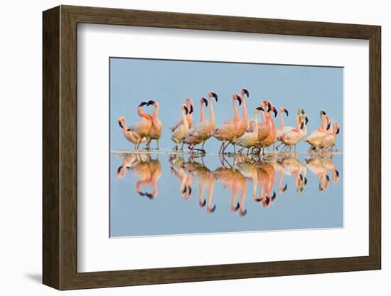 Flock of Lesser Flamingos (Phoenicopterus Minor) standing in water, Lake Nakuru, Kenya-Panoramic Images-Framed Photographic Print