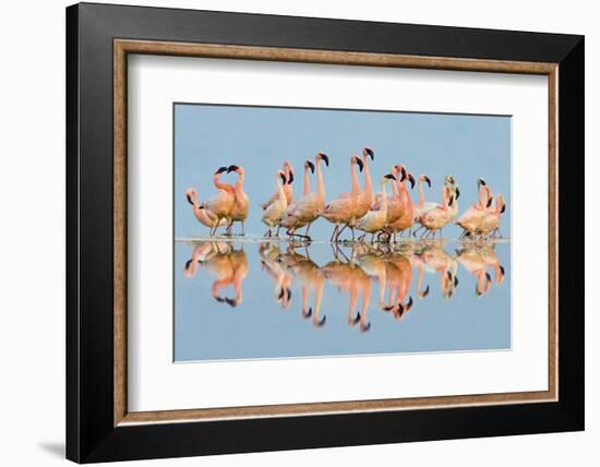 Flock of Lesser Flamingos (Phoenicopterus Minor) standing in water, Lake Nakuru, Kenya-Panoramic Images-Framed Photographic Print