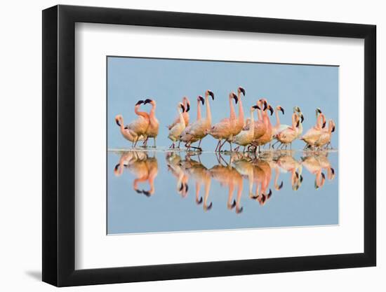Flock of Lesser Flamingos (Phoenicopterus Minor) standing in water, Lake Nakuru, Kenya-Panoramic Images-Framed Photographic Print