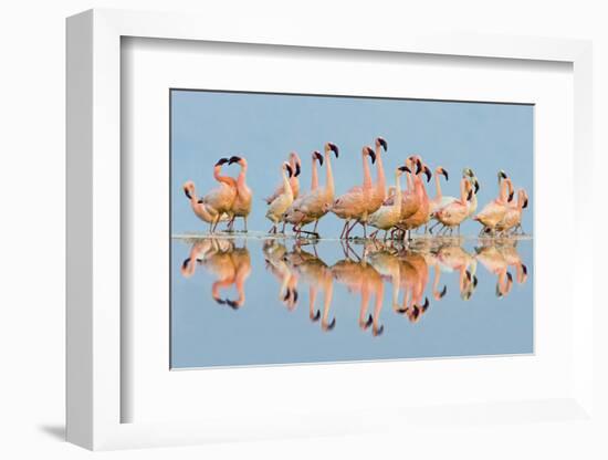 Flock of Lesser Flamingos (Phoenicopterus Minor) standing in water, Lake Nakuru, Kenya-Panoramic Images-Framed Photographic Print