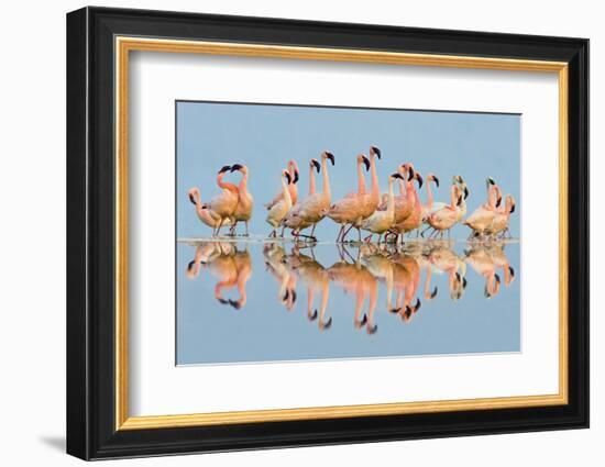 Flock of Lesser Flamingos (Phoenicopterus Minor) standing in water, Lake Nakuru, Kenya-Panoramic Images-Framed Photographic Print