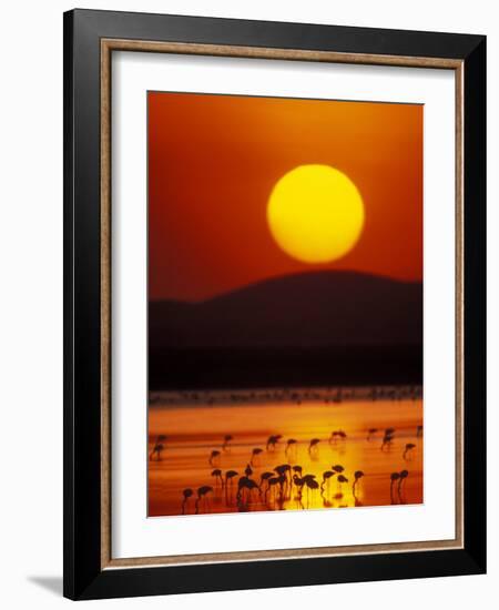 Flock of Lesser Flamingos Reflected in Water at Sunrise, Amboseli National Park, Kenya-Arthur Morris-Framed Photographic Print