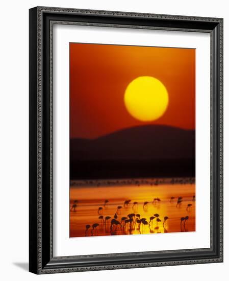 Flock of Lesser Flamingos Reflected in Water at Sunrise, Amboseli National Park, Kenya-Arthur Morris-Framed Photographic Print