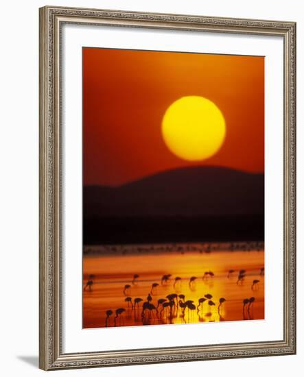 Flock of Lesser Flamingos Reflected in Water at Sunrise, Amboseli National Park, Kenya-Arthur Morris-Framed Photographic Print