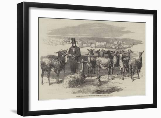 Flock of Llamas, Just Imported from Peru-null-Framed Giclee Print