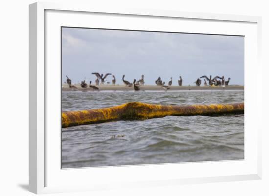 Flock of Oiled Brown Pelicans (Pelecanus Occidentalis)-Gerrit Vyn-Framed Photographic Print