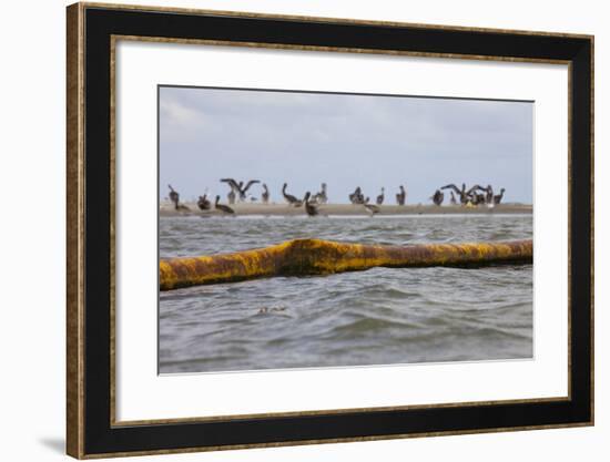 Flock of Oiled Brown Pelicans (Pelecanus Occidentalis)-Gerrit Vyn-Framed Photographic Print