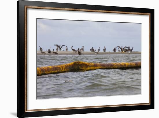 Flock of Oiled Brown Pelicans (Pelecanus Occidentalis)-Gerrit Vyn-Framed Photographic Print