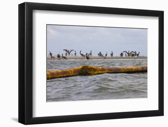 Flock of Oiled Brown Pelicans (Pelecanus Occidentalis)-Gerrit Vyn-Framed Photographic Print