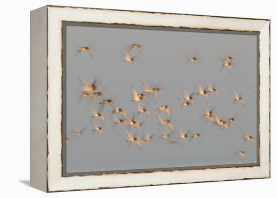 Flock of Oystercatchers (Haematopus Ostralegus) in Flight, the Wash Estuary, Norfolk, England, UK-Peter Cairns-Framed Premier Image Canvas