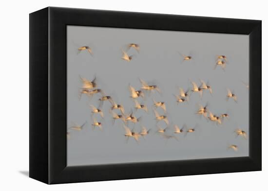 Flock of Oystercatchers (Haematopus Ostralegus) in Flight, the Wash Estuary, Norfolk, England, UK-Peter Cairns-Framed Premier Image Canvas