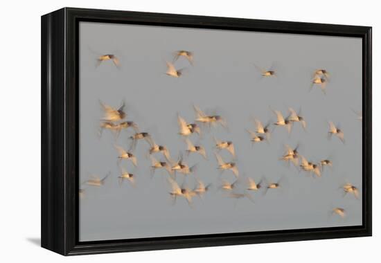 Flock of Oystercatchers (Haematopus Ostralegus) in Flight, the Wash Estuary, Norfolk, England, UK-Peter Cairns-Framed Premier Image Canvas