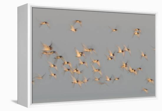 Flock of Oystercatchers (Haematopus Ostralegus) in Flight, the Wash Estuary, Norfolk, England, UK-Peter Cairns-Framed Premier Image Canvas