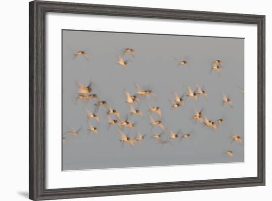 Flock of Oystercatchers (Haematopus Ostralegus) in Flight, the Wash Estuary, Norfolk, England, UK-Peter Cairns-Framed Photographic Print