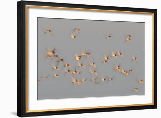 Flock of Oystercatchers (Haematopus Ostralegus) in Flight, the Wash Estuary, Norfolk, England, UK-Peter Cairns-Framed Photographic Print