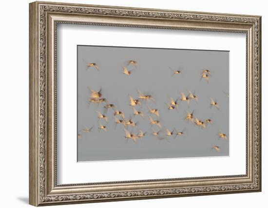 Flock of Oystercatchers (Haematopus Ostralegus) in Flight, the Wash Estuary, Norfolk, England, UK-Peter Cairns-Framed Photographic Print