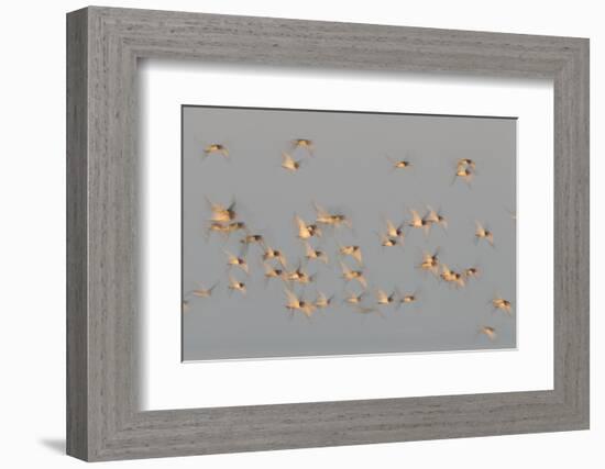 Flock of Oystercatchers (Haematopus Ostralegus) in Flight, the Wash Estuary, Norfolk, England, UK-Peter Cairns-Framed Photographic Print