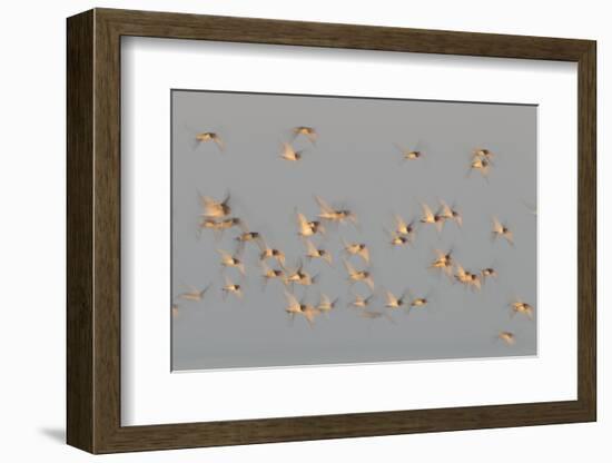 Flock of Oystercatchers (Haematopus Ostralegus) in Flight, the Wash Estuary, Norfolk, England, UK-Peter Cairns-Framed Photographic Print