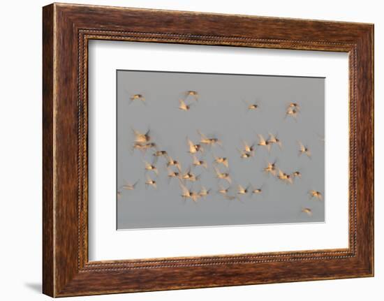 Flock of Oystercatchers (Haematopus Ostralegus) in Flight, the Wash Estuary, Norfolk, England, UK-Peter Cairns-Framed Photographic Print