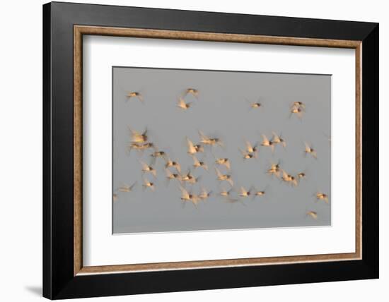 Flock of Oystercatchers (Haematopus Ostralegus) in Flight, the Wash Estuary, Norfolk, England, UK-Peter Cairns-Framed Photographic Print