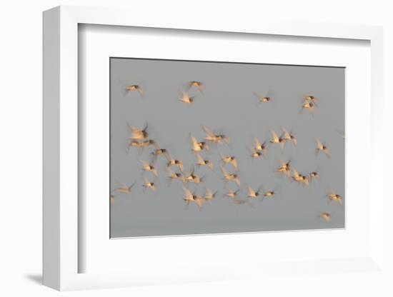 Flock of Oystercatchers (Haematopus Ostralegus) in Flight, the Wash Estuary, Norfolk, England, UK-Peter Cairns-Framed Photographic Print