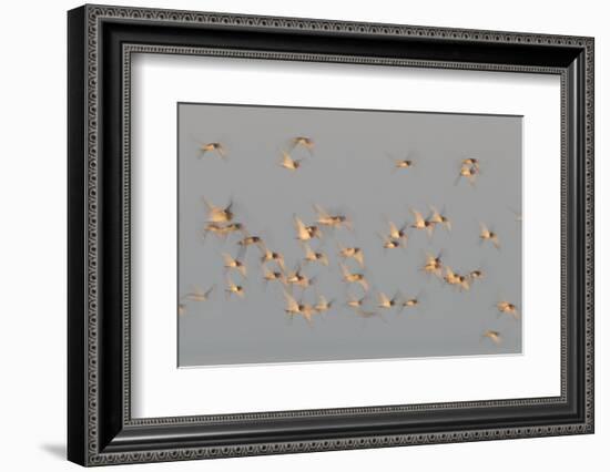 Flock of Oystercatchers (Haematopus Ostralegus) in Flight, the Wash Estuary, Norfolk, England, UK-Peter Cairns-Framed Photographic Print