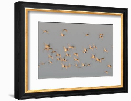 Flock of Oystercatchers (Haematopus Ostralegus) in Flight, the Wash Estuary, Norfolk, England, UK-Peter Cairns-Framed Photographic Print