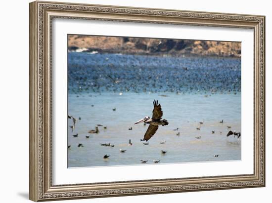 Flock of Pelicans-Toula Mavridou-Messer-Framed Photographic Print