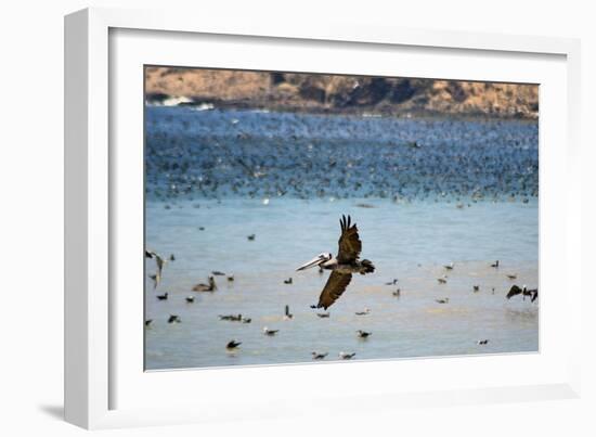 Flock of Pelicans-Toula Mavridou-Messer-Framed Photographic Print