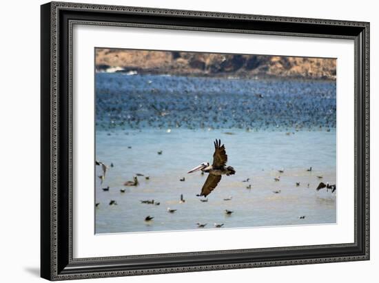 Flock of Pelicans-Toula Mavridou-Messer-Framed Photographic Print