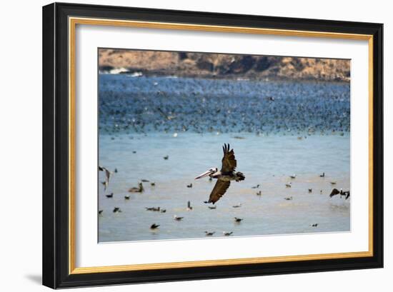 Flock of Pelicans-Toula Mavridou-Messer-Framed Photographic Print