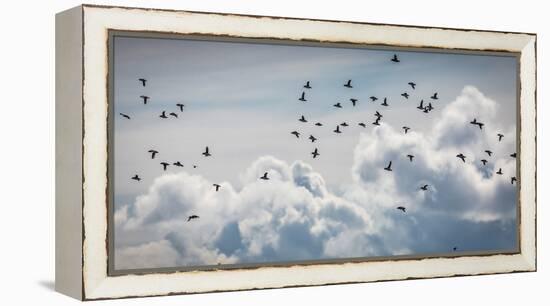 Flock of Puffin (Fratercala Arctica) Flying over Reykjavik, Harbor, Reykjavik, Iceland-null-Framed Premier Image Canvas