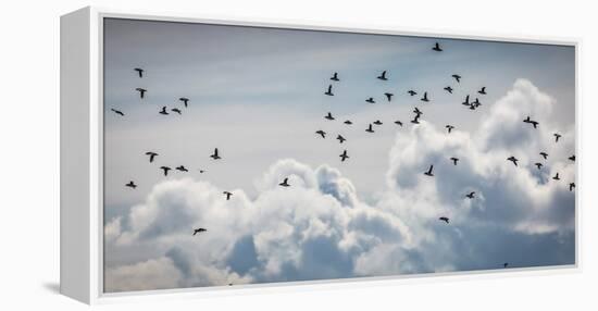 Flock of Puffin (Fratercala Arctica) Flying over Reykjavik, Harbor, Reykjavik, Iceland-null-Framed Premier Image Canvas