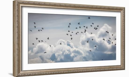 Flock of Puffin (Fratercala Arctica) Flying over Reykjavik, Harbor, Reykjavik, Iceland-null-Framed Photographic Print