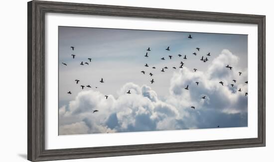 Flock of Puffin (Fratercala Arctica) Flying over Reykjavik, Harbor, Reykjavik, Iceland-null-Framed Photographic Print