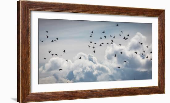 Flock of Puffin (Fratercala Arctica) Flying over Reykjavik, Harbor, Reykjavik, Iceland-null-Framed Photographic Print