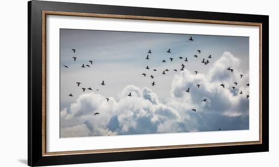 Flock of Puffin (Fratercala Arctica) Flying over Reykjavik, Harbor, Reykjavik, Iceland--Framed Photographic Print