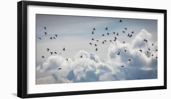 Flock of Puffin (Fratercala Arctica) Flying over Reykjavik, Harbor, Reykjavik, Iceland-null-Framed Photographic Print
