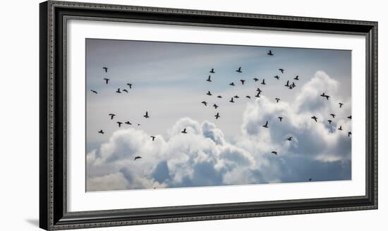 Flock of Puffin (Fratercala Arctica) Flying over Reykjavik, Harbor, Reykjavik, Iceland-null-Framed Photographic Print