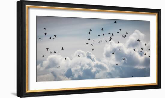 Flock of Puffin (Fratercala Arctica) Flying over Reykjavik, Harbor, Reykjavik, Iceland--Framed Photographic Print