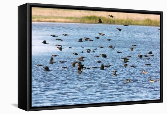 Flock of Red-winged Blackbirds-Bob Gibbons-Framed Premier Image Canvas