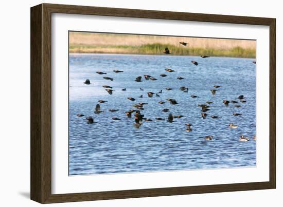 Flock of Red-winged Blackbirds-Bob Gibbons-Framed Photographic Print